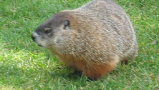 Canada’s groundhogs predict six more weeks of winter