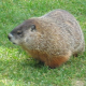 Canada’s groundhogs predict six more weeks of winter