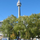 Plant a tree in Toronto