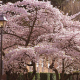 Festival Vancouver Cherry Blossom