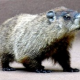 Groundhog Wiarton Willie predicts winter’s still here