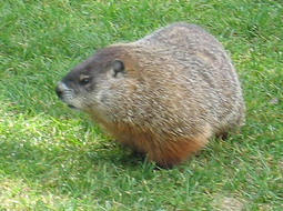 groundhog